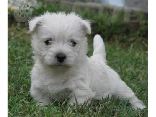 PoulaTo: West highland